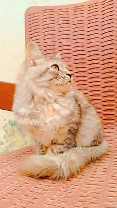cat sale