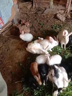 Rabbits Babys Rabbits rabbits