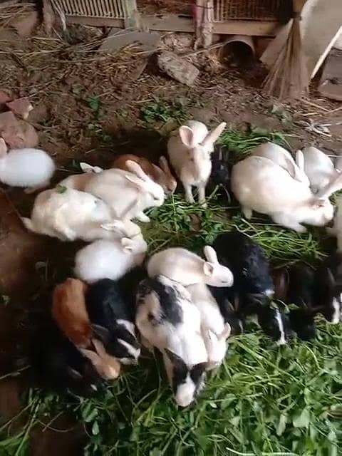 Rabbits Babys Rabbits rabbits 1