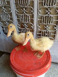 ducks pairs