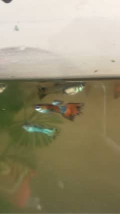 guppy