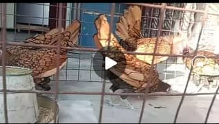 fancy chiks urgently sale