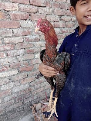 Aseelkings 