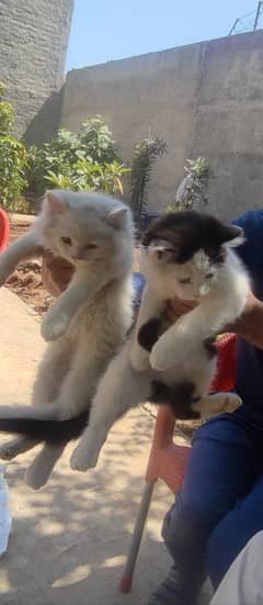 Russian Cats Pair