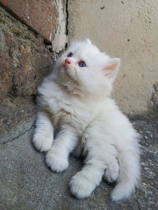 Persian cats and kittens for sale wtsapp (0307/710/92/69) 1