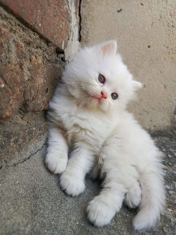 Persian cats and kittens for sale wtsapp (0307/710/92/69) 2