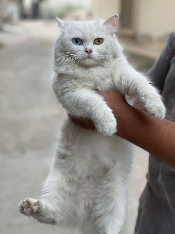 Persian cats and kittens for sale wtsapp (0307/710/92/69) 5