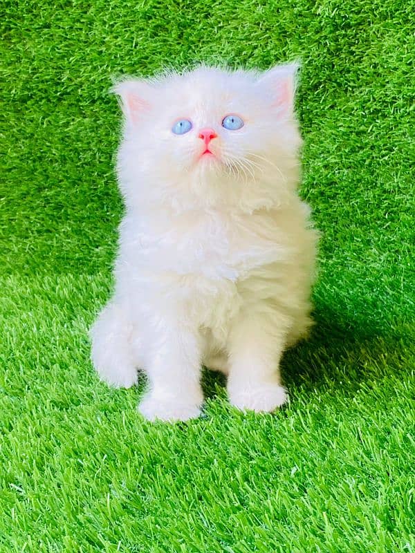 Persian cats and kittens for sale wtsapp (0307/710/92/69) 6