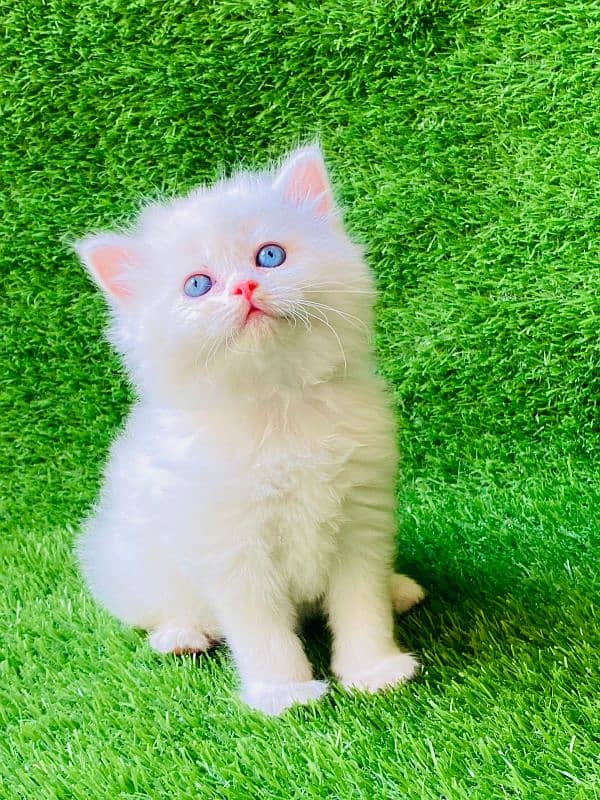 Persian cats and kittens for sale wtsapp (0307/710/92/69) 7