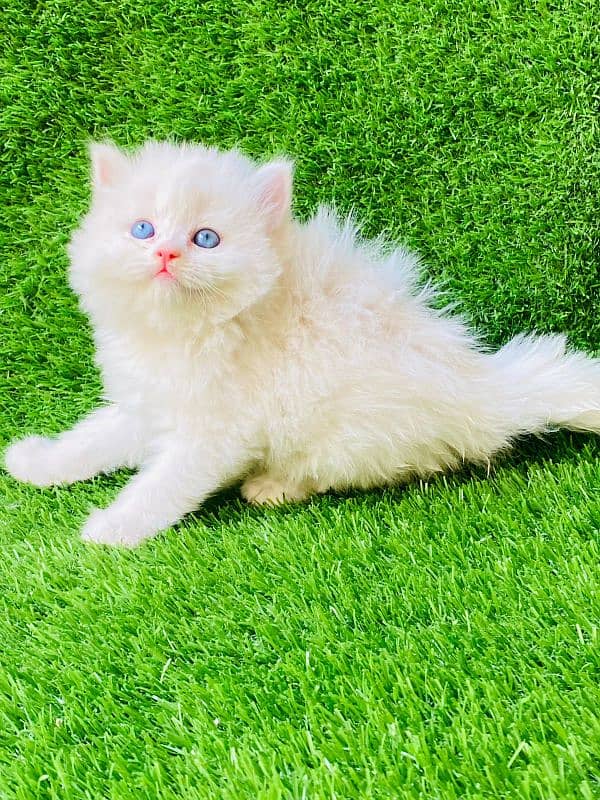 Persian cats and kittens for sale wtsapp (0307/710/92/69) 8