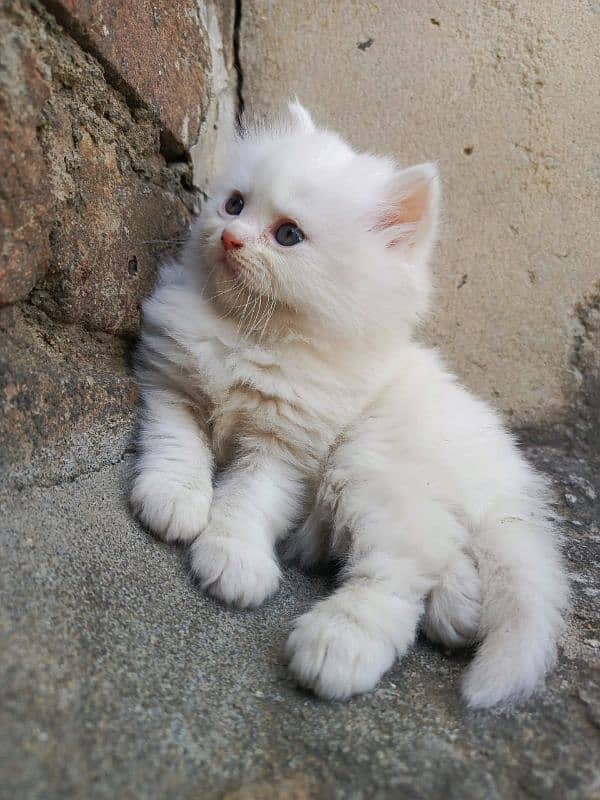 persian cats and kittens for sale wtsapp (0307/710/92/69) 5
