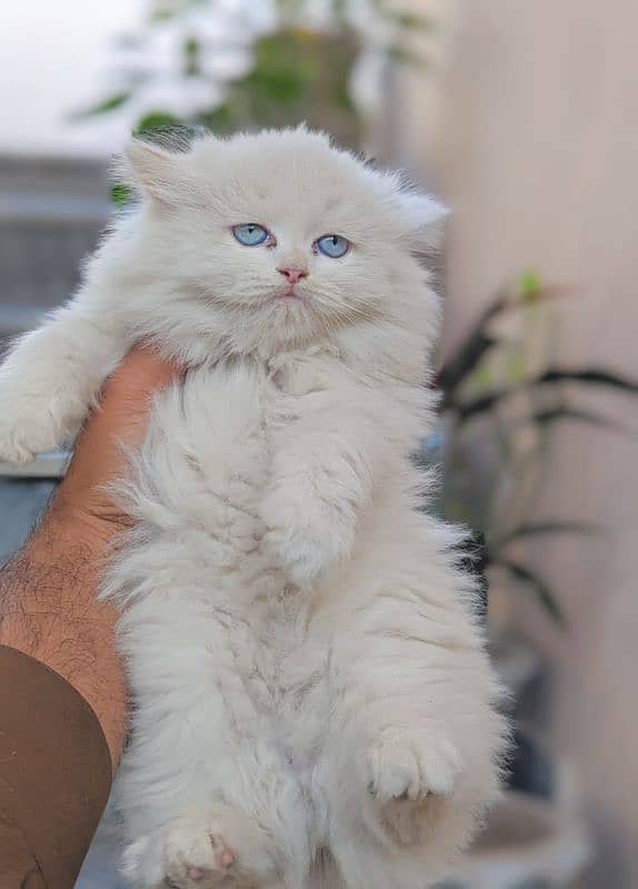 persian cats and kittens for sale wtsapp (0307/710/92/69) 7
