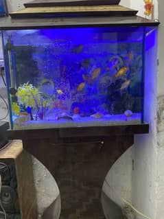 Fish