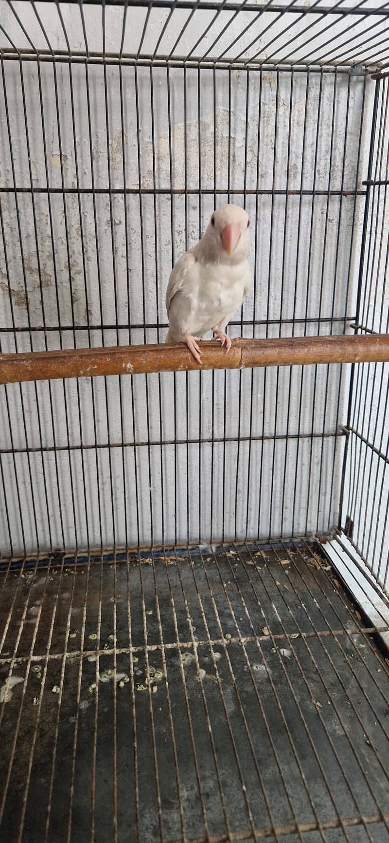 Redeye albino 0