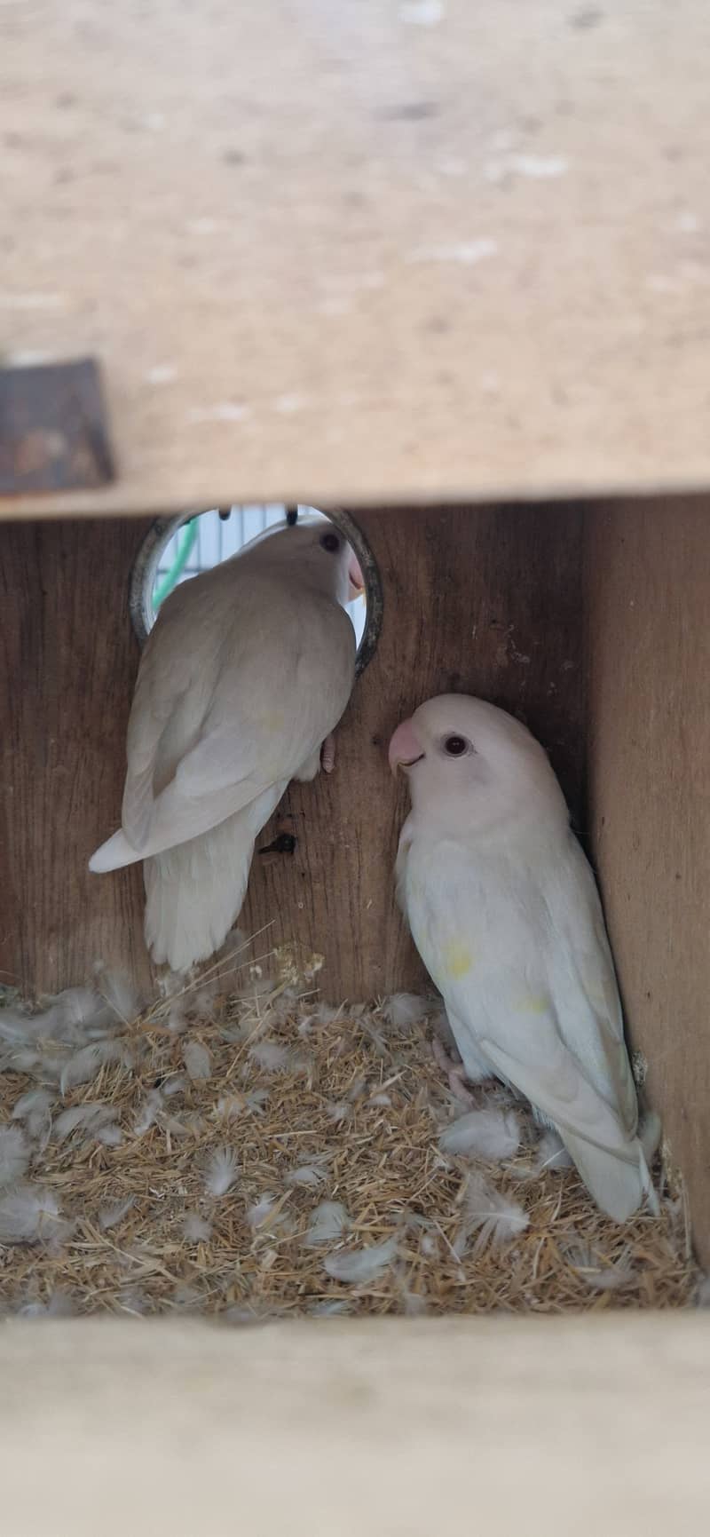 Redeye albino 2