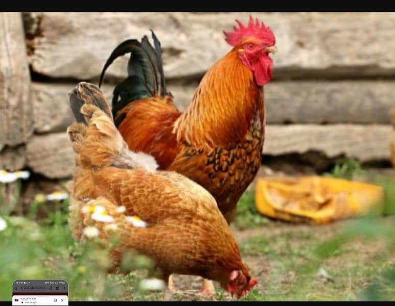 Egg Laying Hens available 0