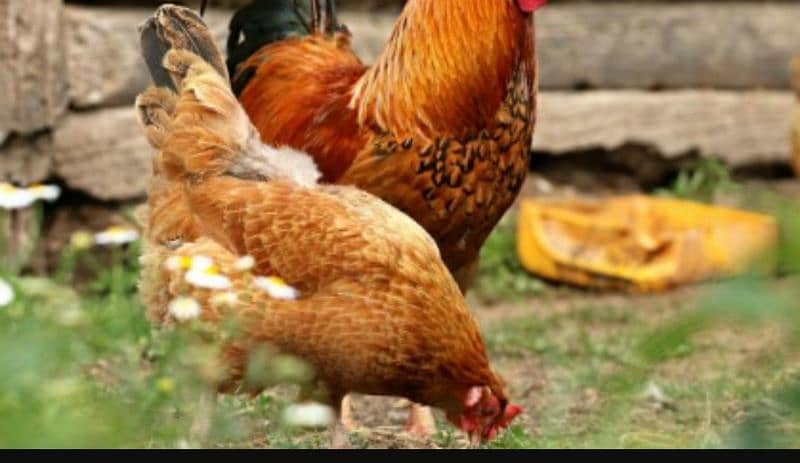 Egg Laying Hens available 1