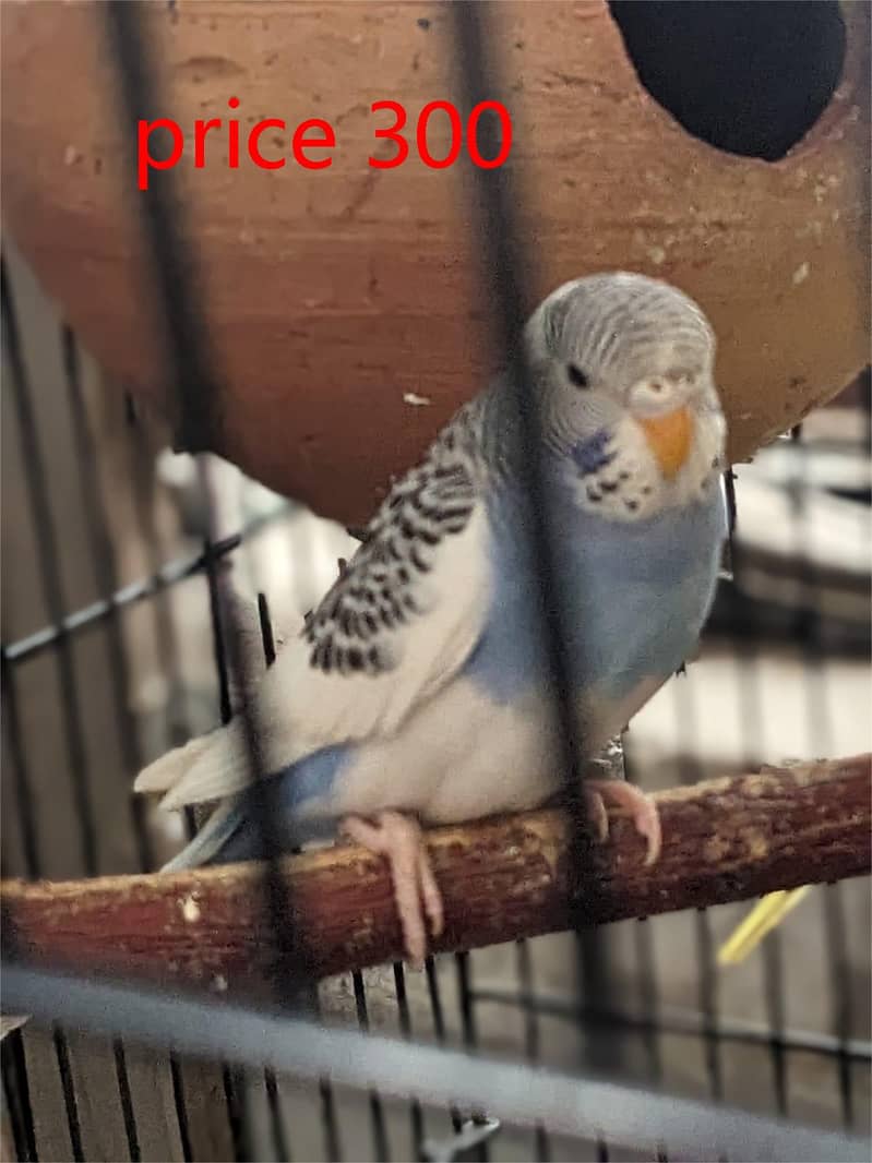 budgies  + cages for sale 2