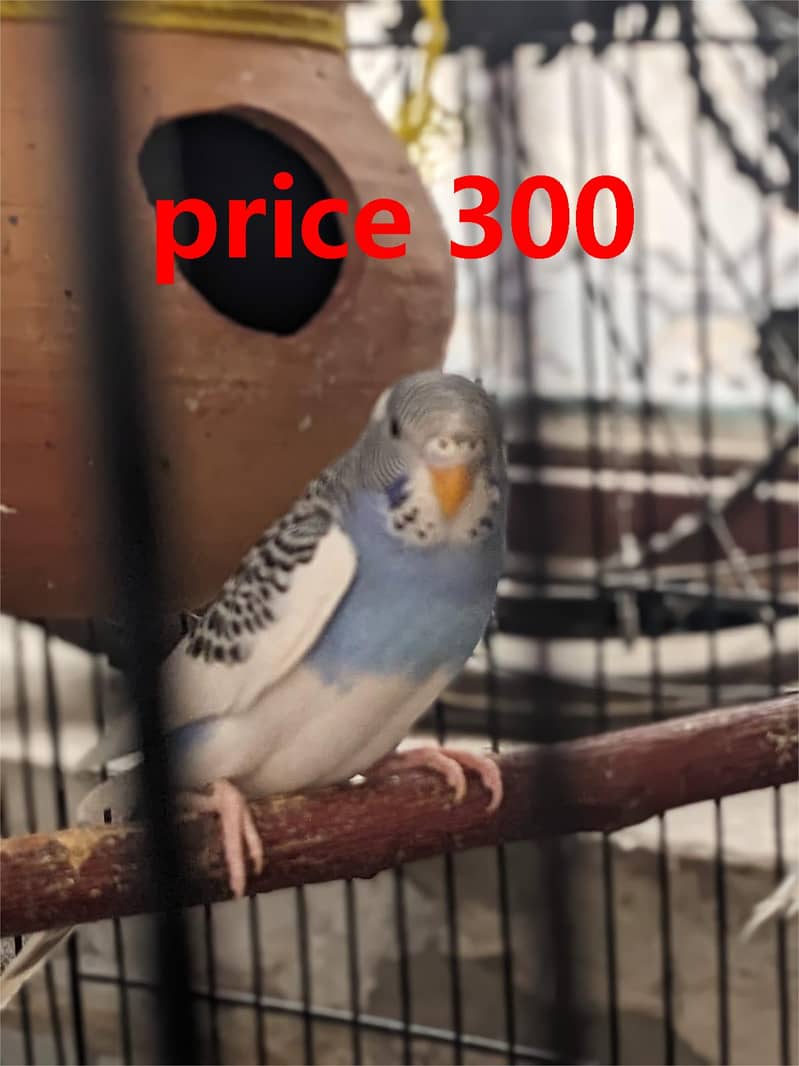budgies  + cages for sale 3