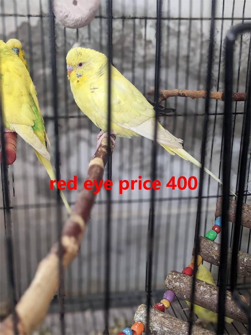 budgies  + cages for sale 6