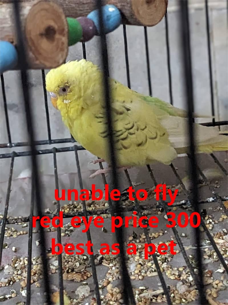 budgies  + cages for sale 7