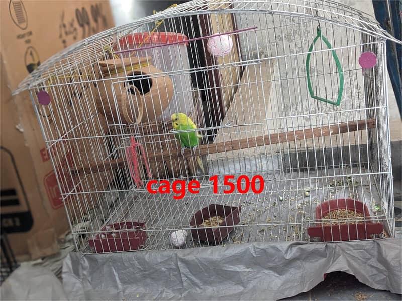budgies  + cages for sale 11