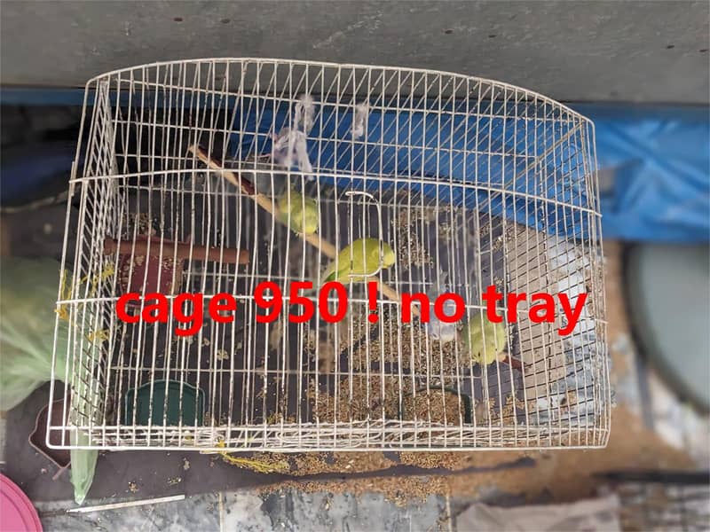 budgies  + cages for sale 14