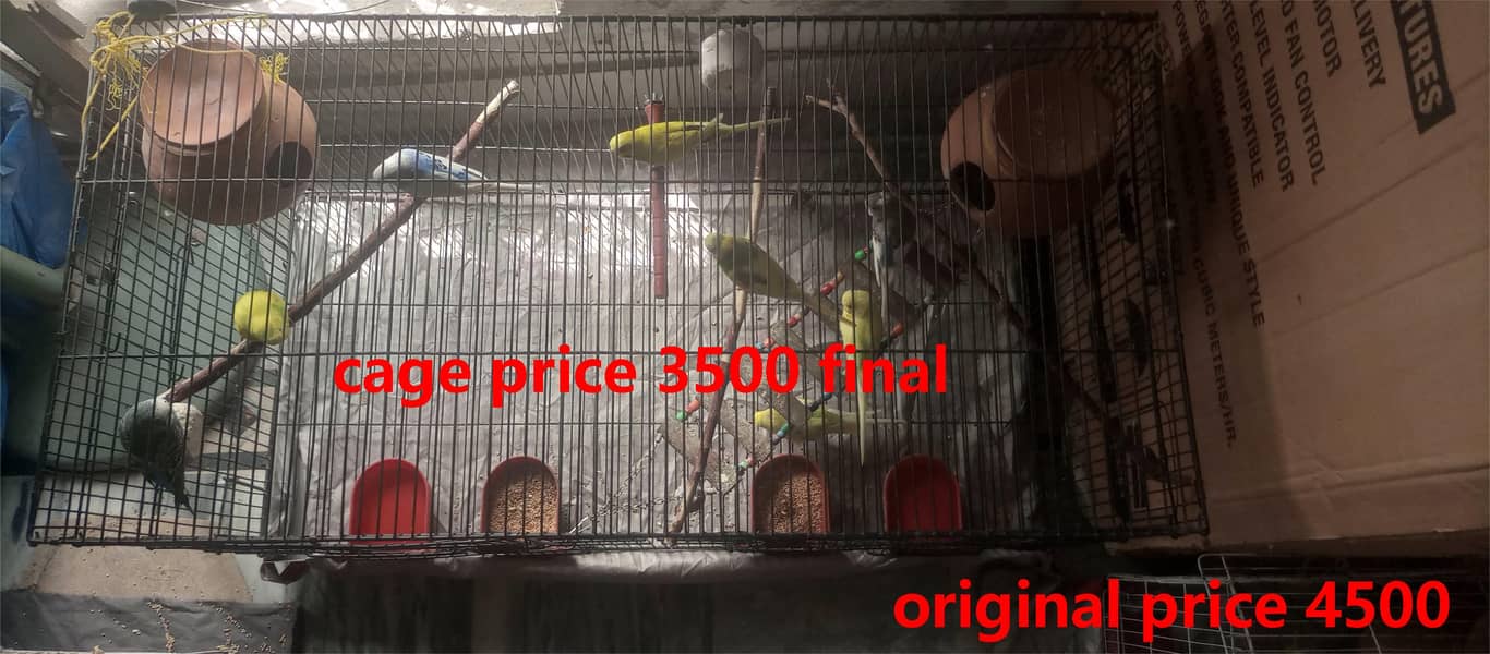 budgies  + cages for sale 17