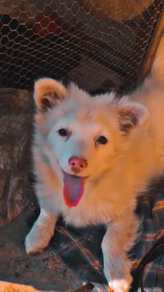 russian pink nose female