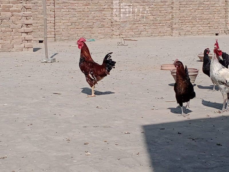 golden Muslim mirgia for sale egg laying 2