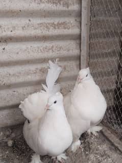 American huge size breeder pair