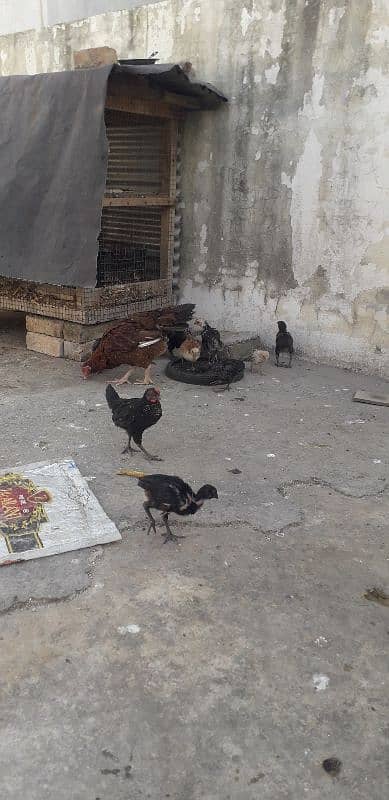 Desi  Hen For sell 2