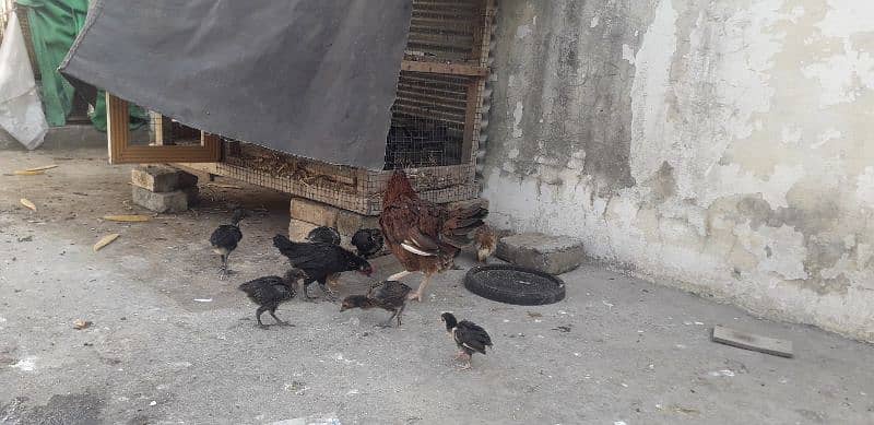 Desi  Hen For sell 3