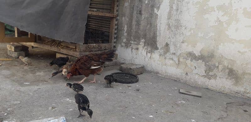 Desi  Hen For sell 4