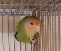 Lovebird