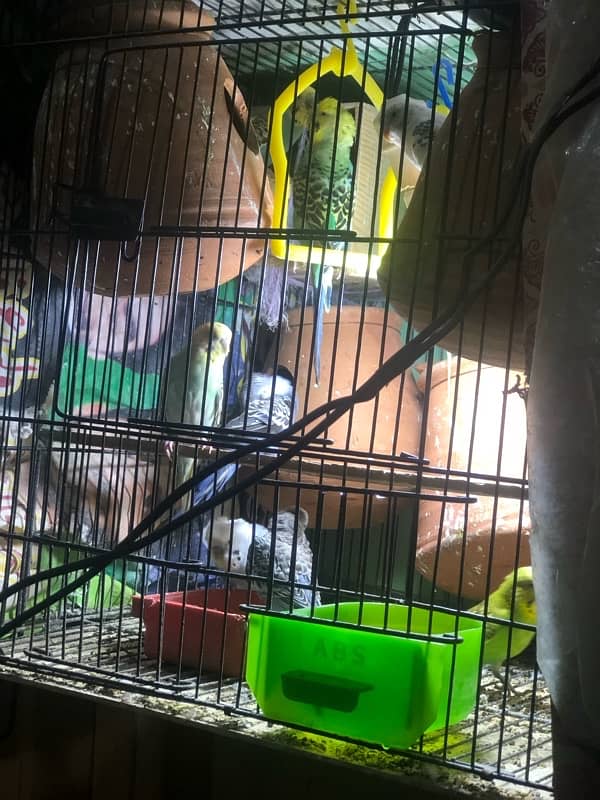 Australian breeding pairs 0