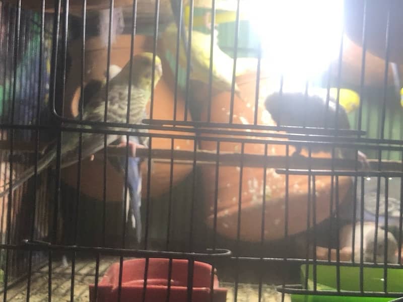 Australian breeding pairs 1