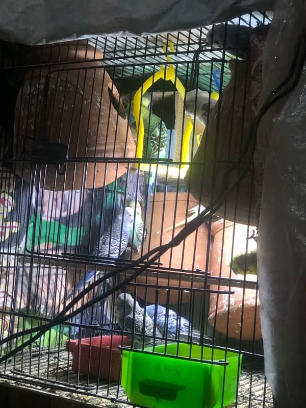 Australian breeding pairs 2