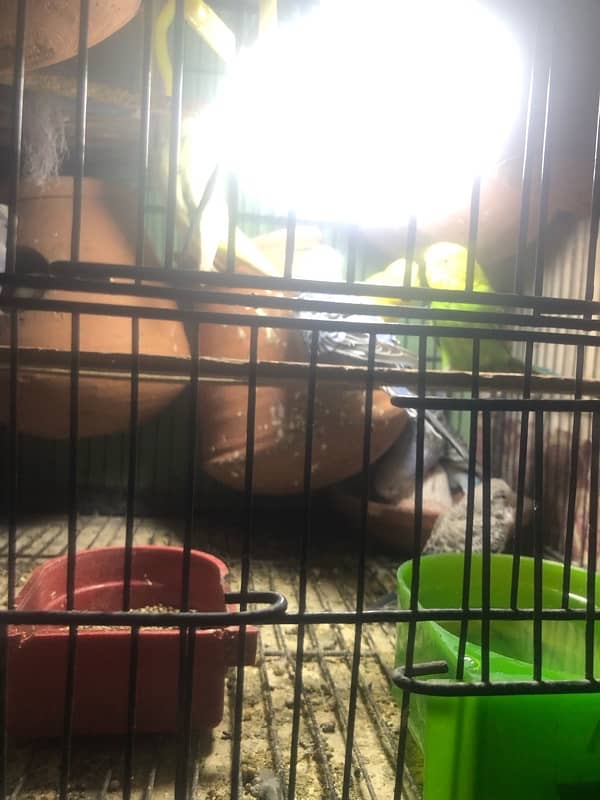 Australian breeding pairs 3