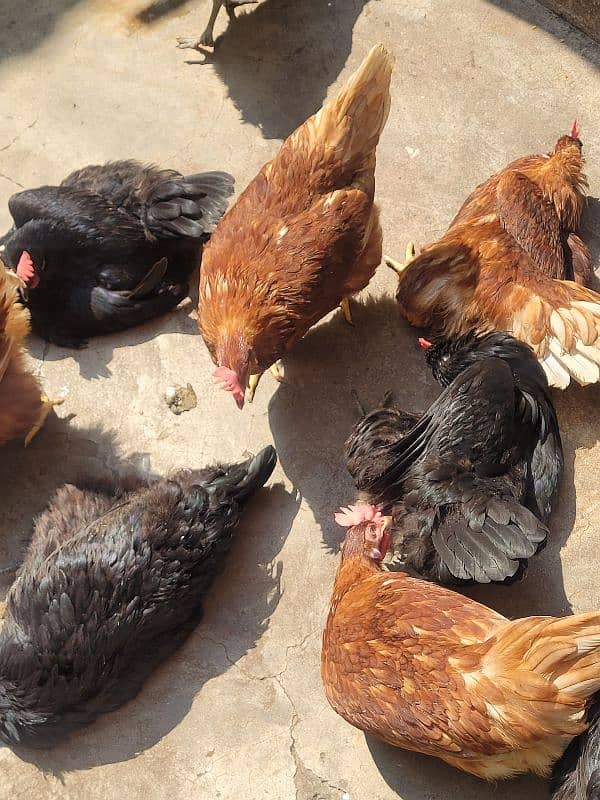 Desi Lohmann eggs for sale 100% organic 2