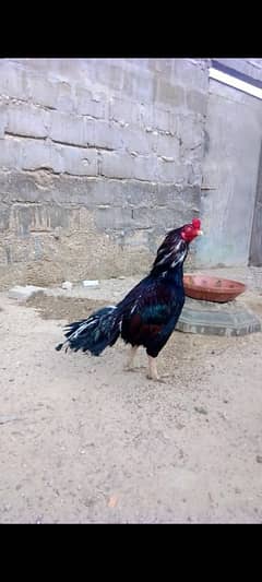 mushka