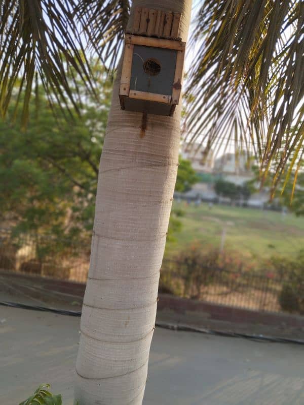 Bird house - 2 peigon holes. Very sturdy and solid Bamboo and Lasani. 5