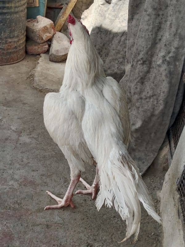 herra aseel eggs 0