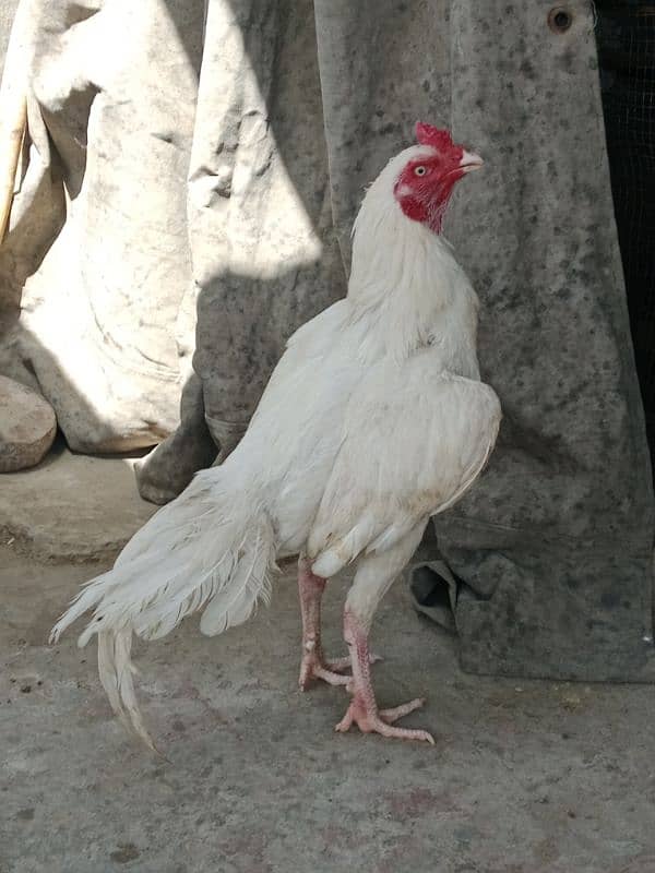 herra aseel eggs 1