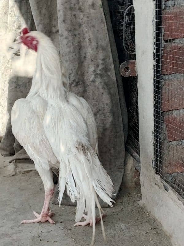 herra aseel eggs 2