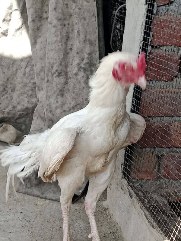 herra aseel eggs 3
