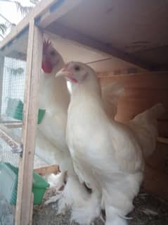 Golden buff pair (White and Golden)