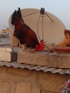 1murgaa 2murgi Hy or urgent selling krna h okay