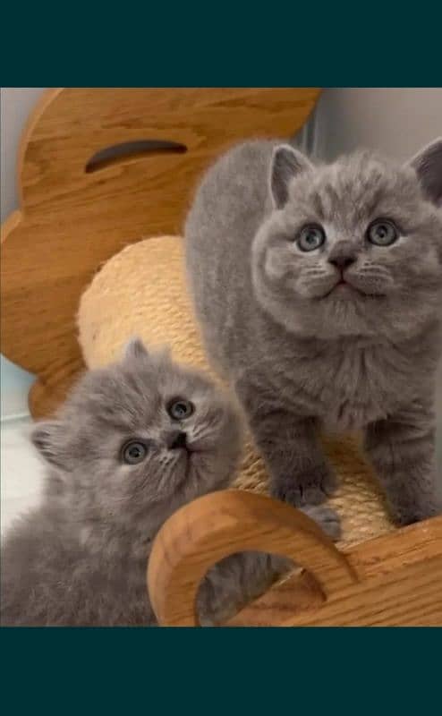 British shorthair 2