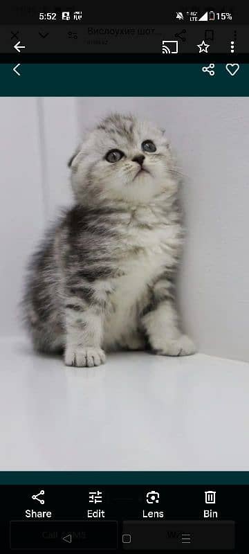 scottish fold 1